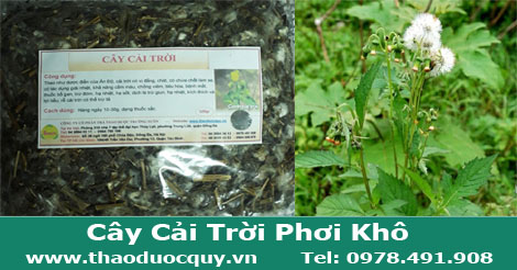 c&acirc;y rau cải trời